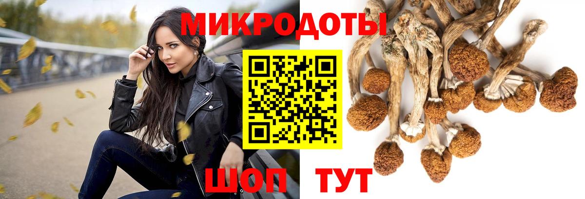 купить наркоту  Вход с VPN  Новозыбков  Псилоцибиновые грибы прущие грибы  Галлюциногенные грибы Psilocybine cubensis 